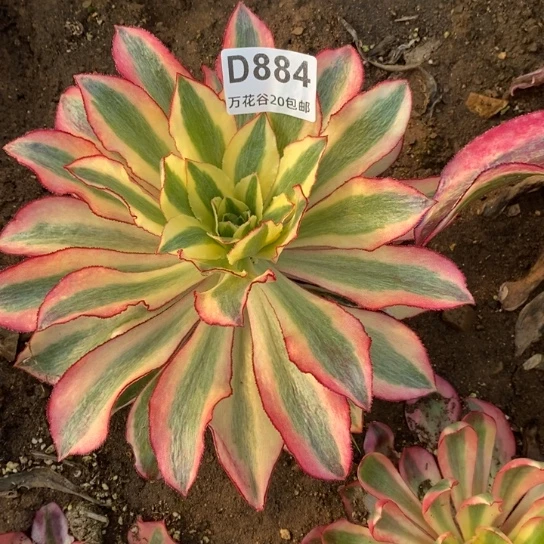 884魅影多肉植物