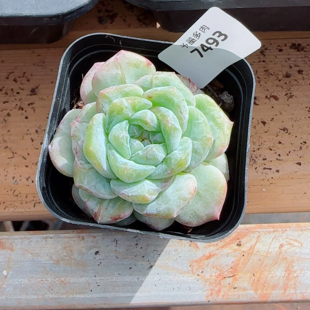 孤品石化，7493多肉植物