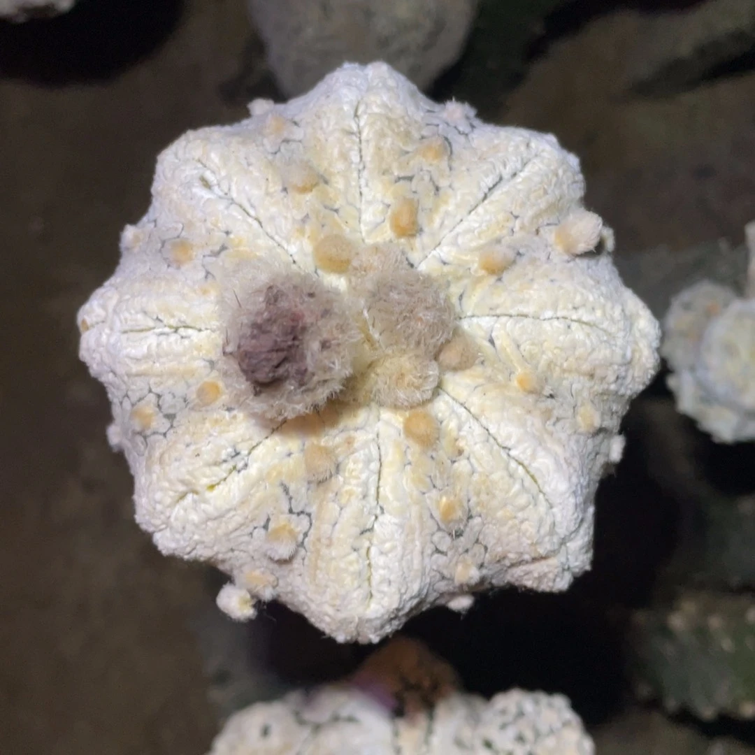 全部花朵海***宝浓白海星兜 仙人球