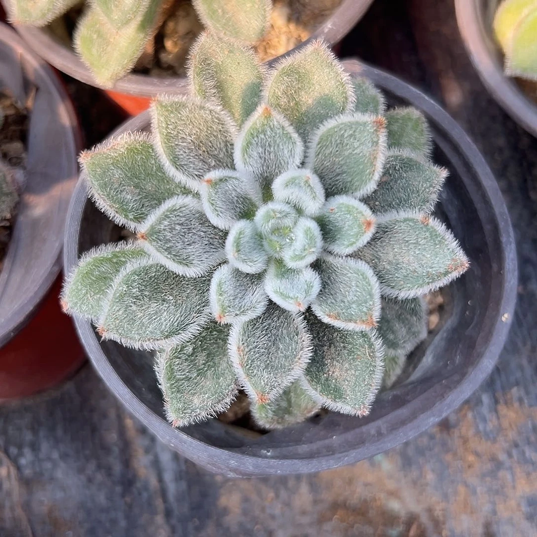 多肉植物多肉植物