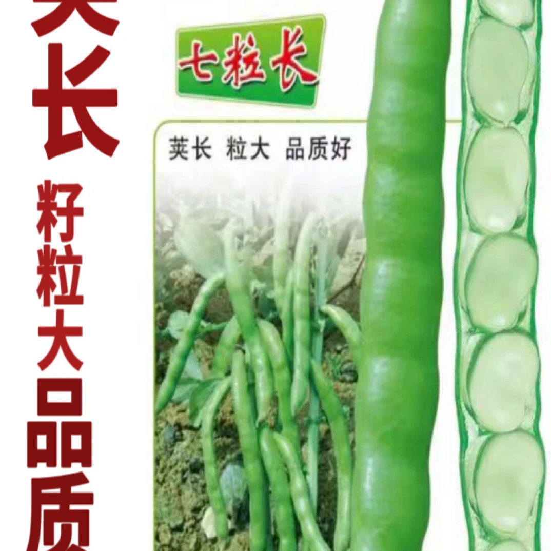 科喜七粒长蚕豆胡豆种子粮菜兼用类型 干鲜籽粒型 籽粒饱满 174天