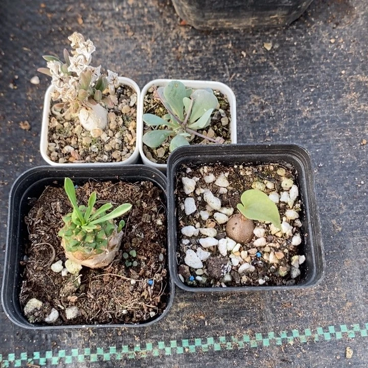 4颗小块根，一物一拍