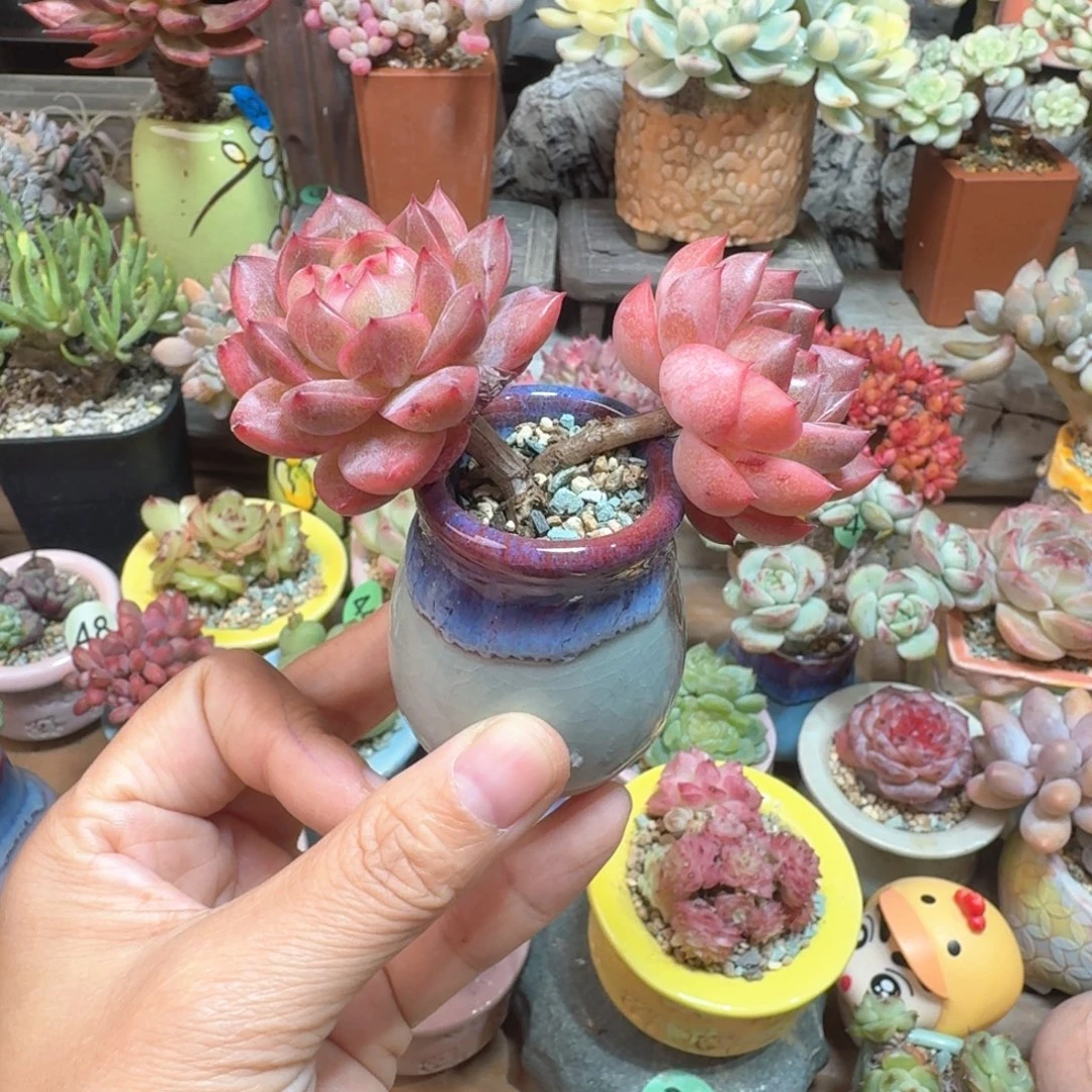 紫霞仙子珍妮 多肉含盆土 一物一拍