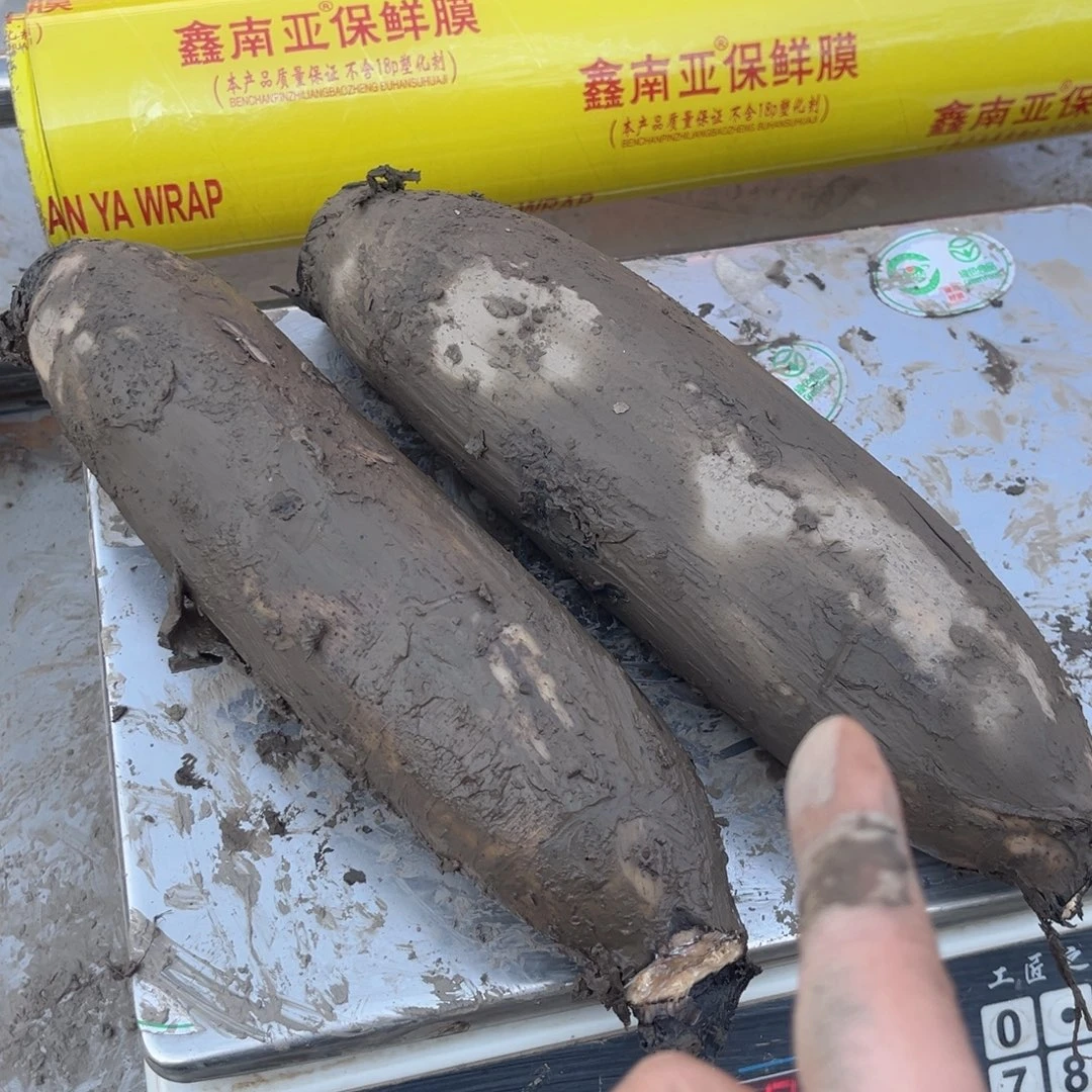 洪湖莲藕中国大陆