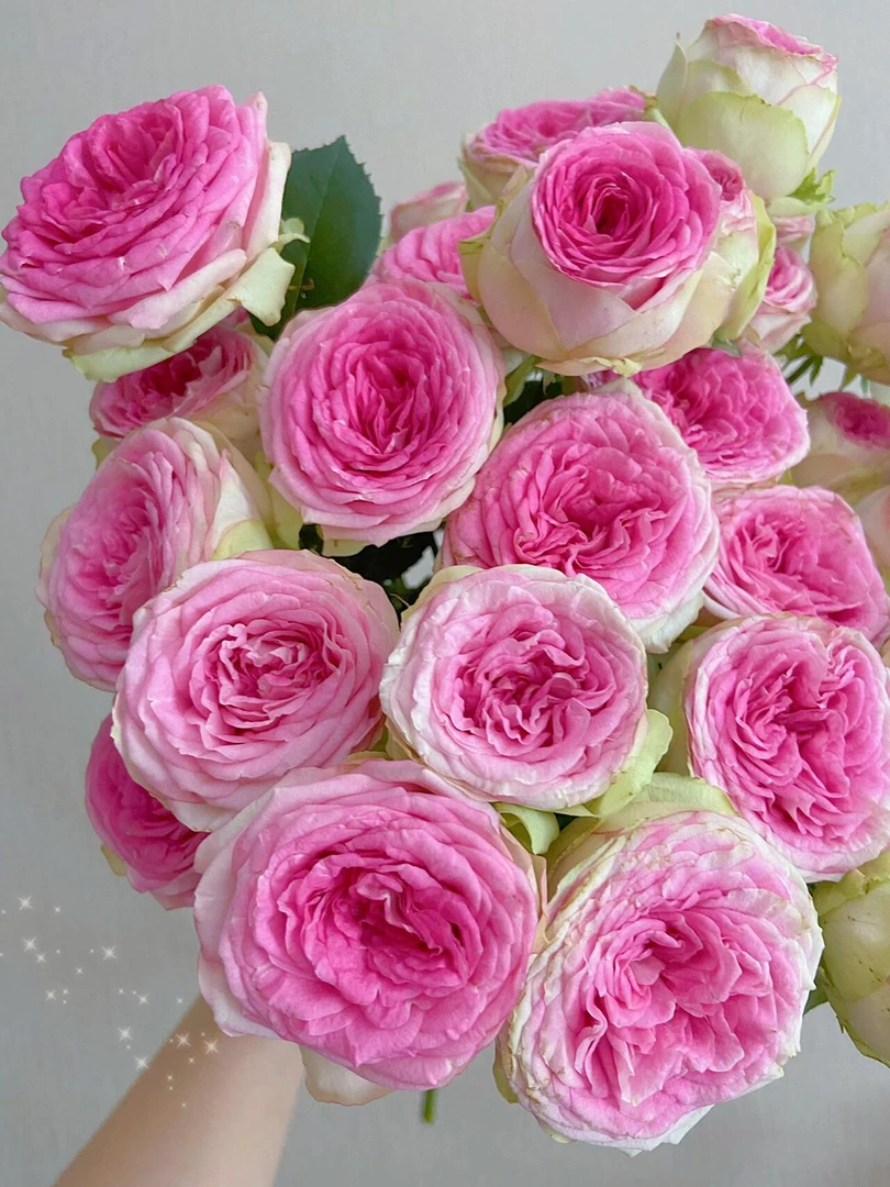 【A级冰淇淋】稀有多头玫瑰花云南昆明斗南基地直发两单顺丰冷链