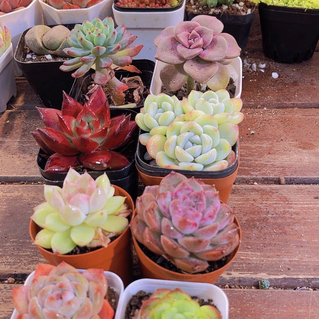 元旦套餐8盆111111111