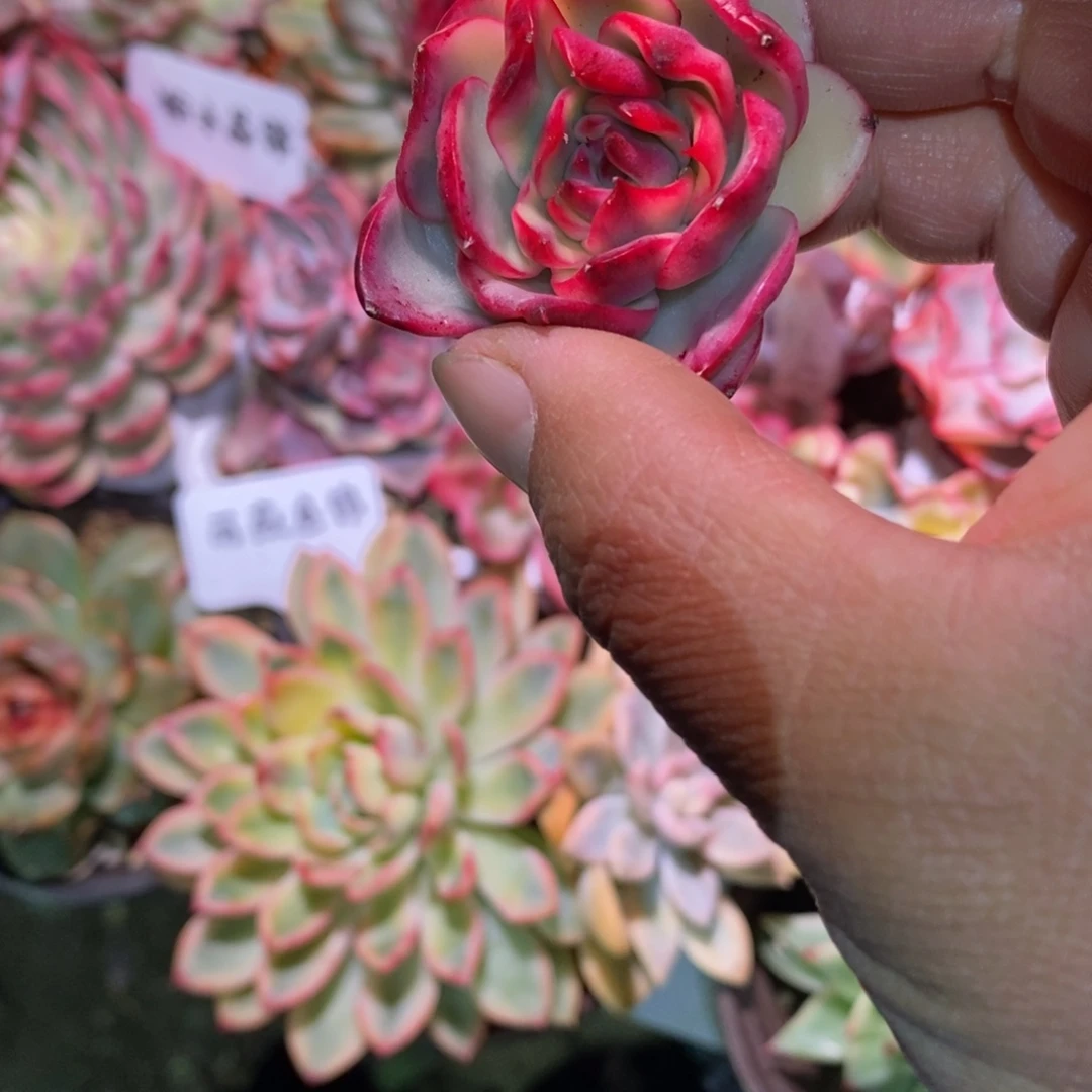 不开花植物吉赛尔锦