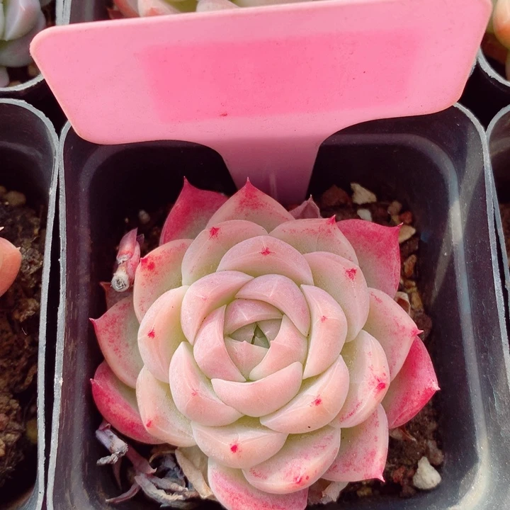 福利6cm多肉植物