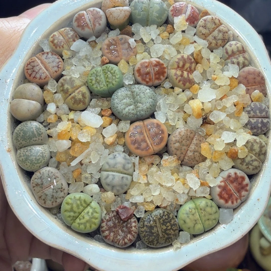 开播福利冲冲冲539