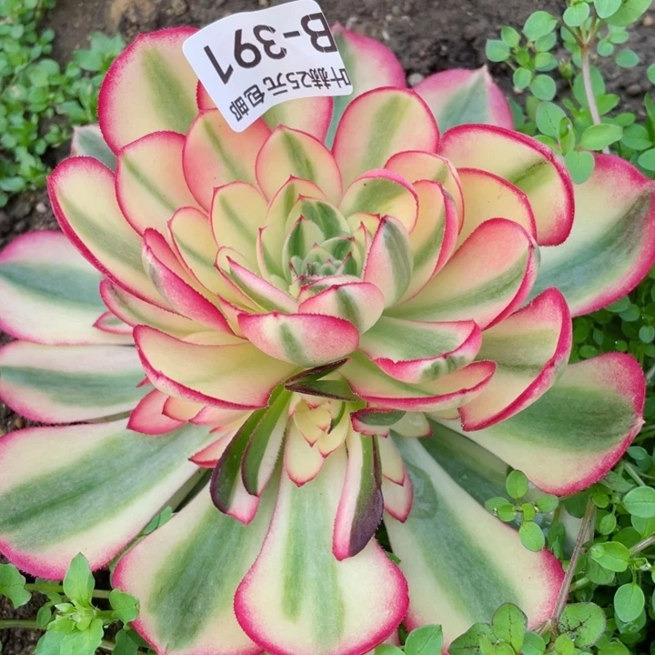 391倾城多肉12345678