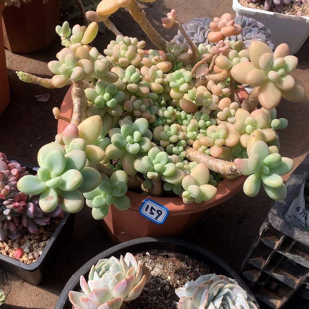 159洛神一物一拍多肉