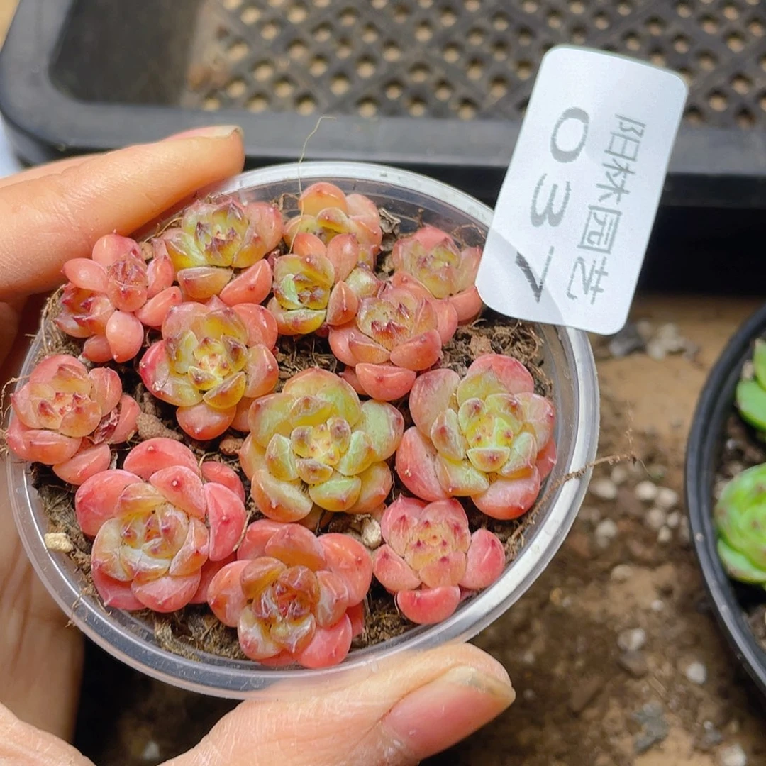 多肉植物多肉植物37