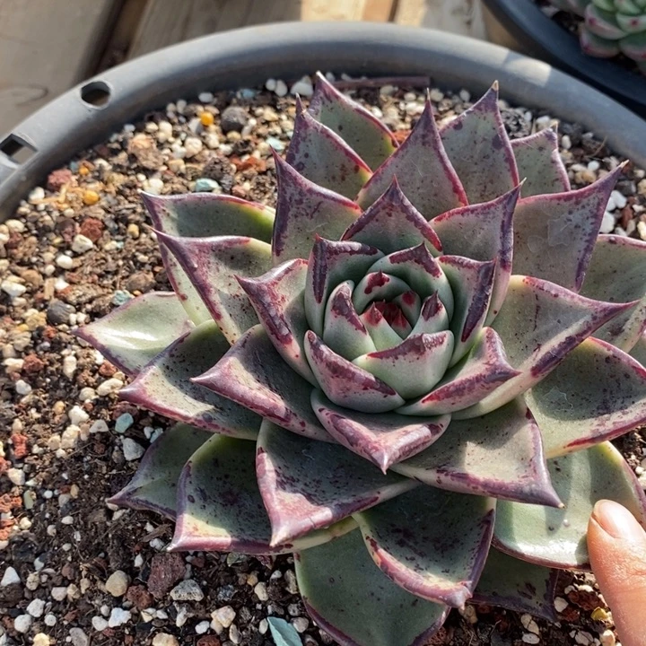 D098- 直播福利 东云