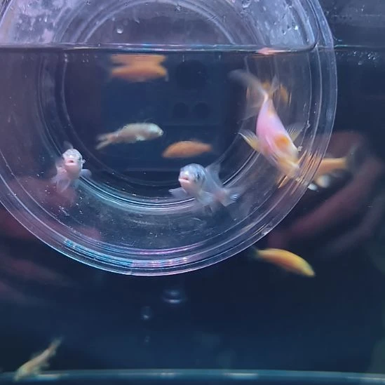 蝴蝶鲤圆头顺背蝴蝶鲤满鳍有张力