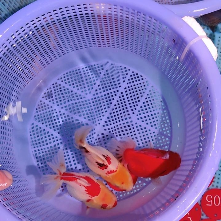 高***红088小泰狮三条特价京东包邮