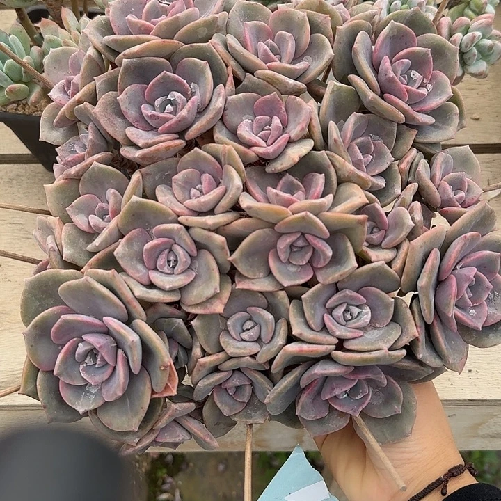彩虹糖多肉植物提取精华