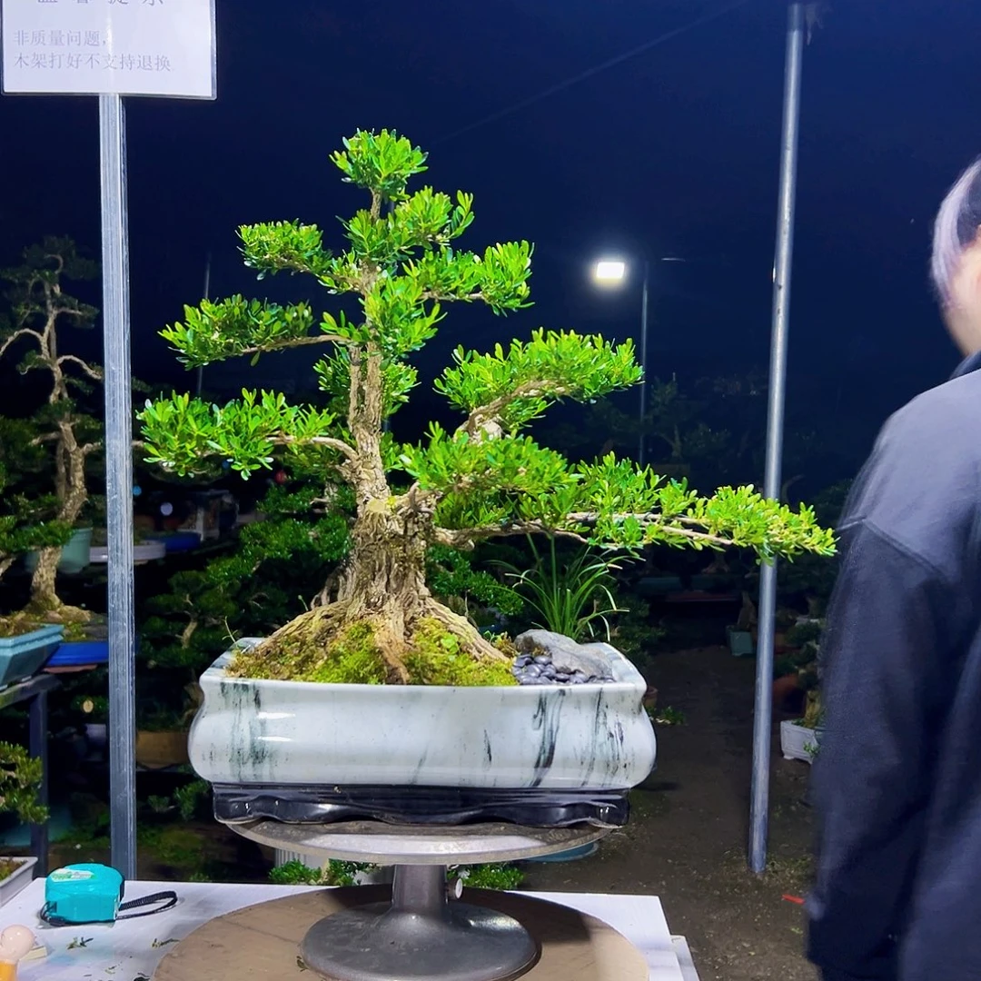 无花朵黄杨木