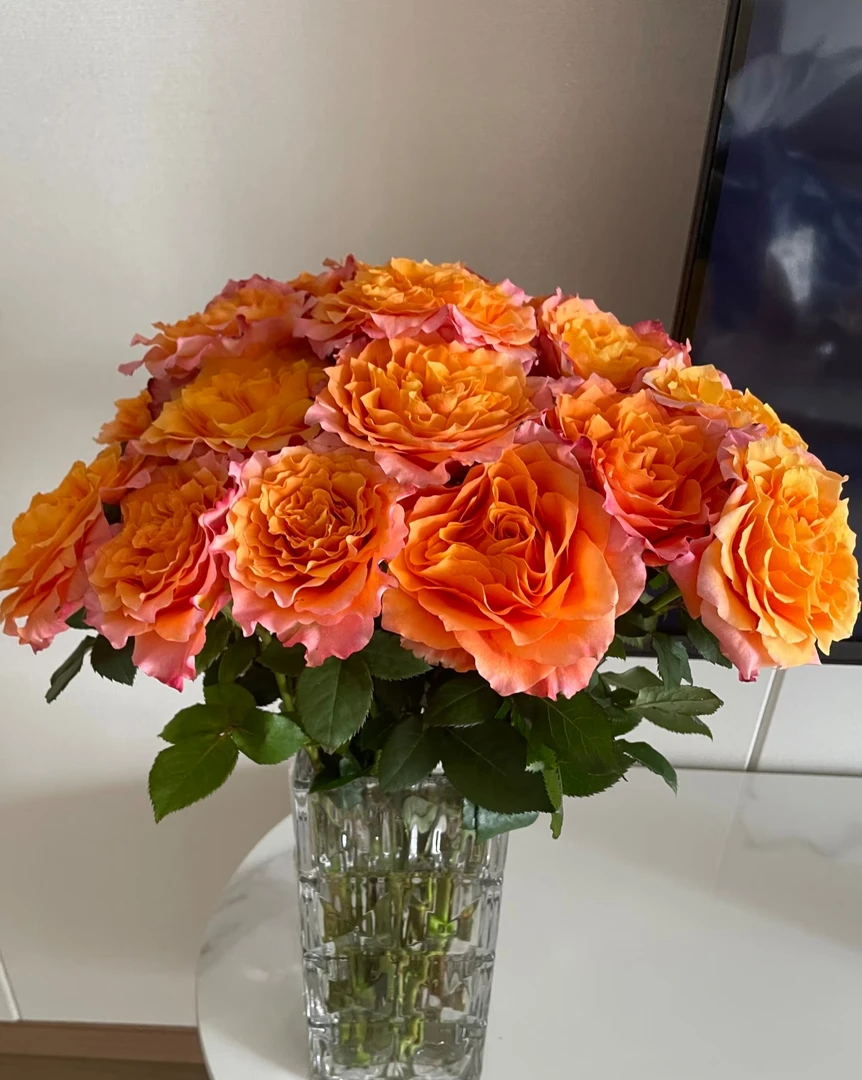 火灵鸟玫瑰【5度以下地区必须拍保温棉，没拍的冻坏不售后】