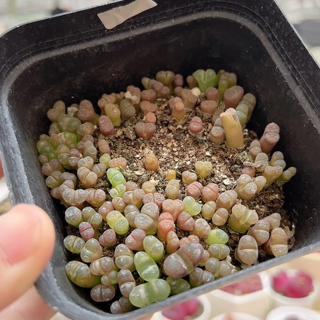 【闪购商品】185 风铃