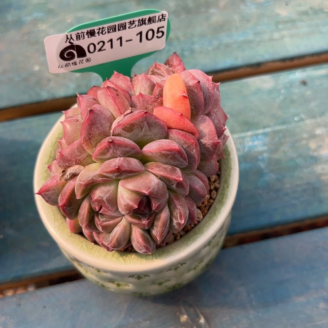 多肉一物一拍0211-105