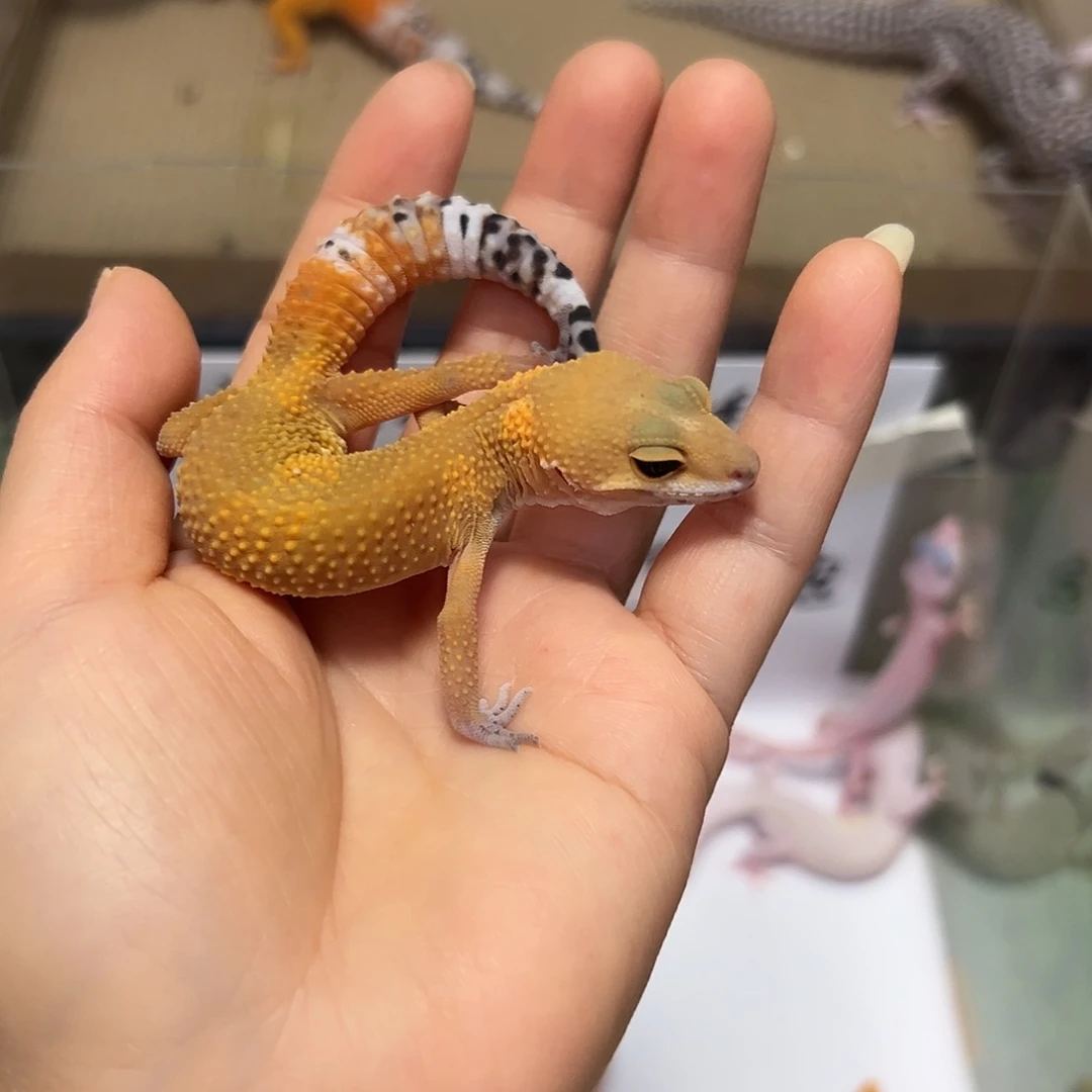 豹纹守宫豹纹守宫