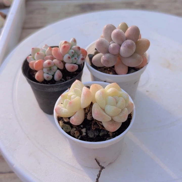 劳尔 冰玉双头 汤圆3颗5厘米盆9.9