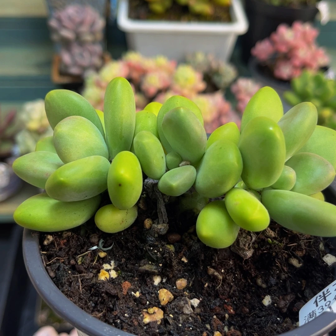 985芒果奶6cm多肉