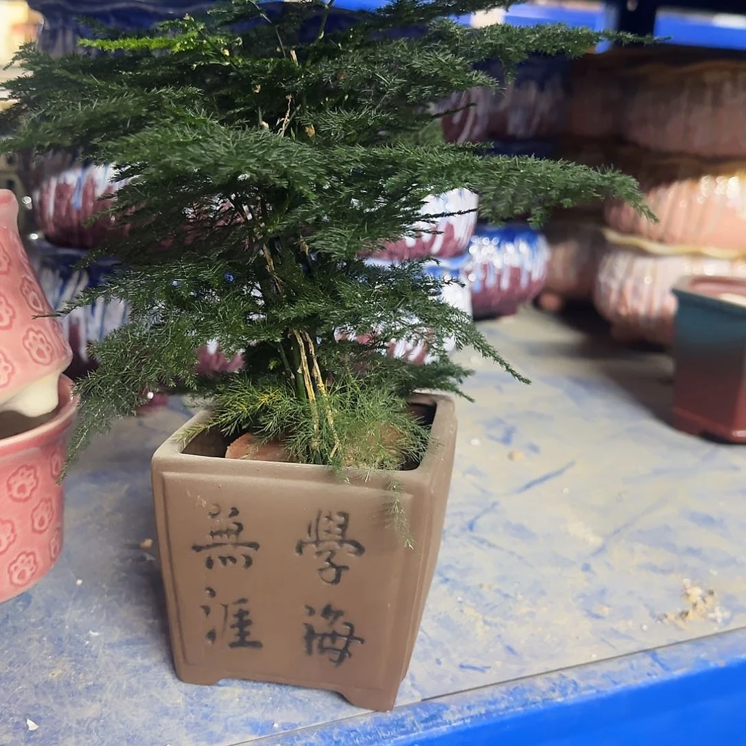 2件套福利局绿植多肉盆［凑9元包邮24小时发］