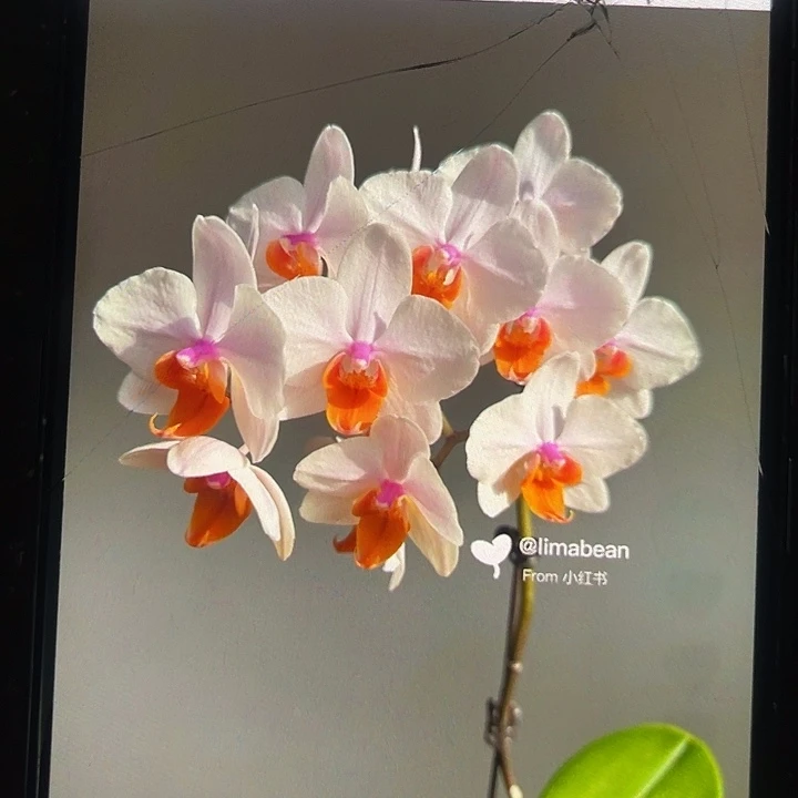 当前无花栽培后可以开花豆蔻年华3.0带剑