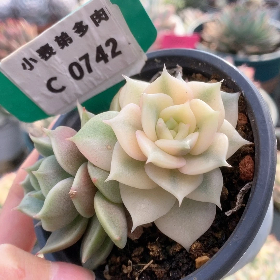 742贝加尔湖锦锦锦锦锦