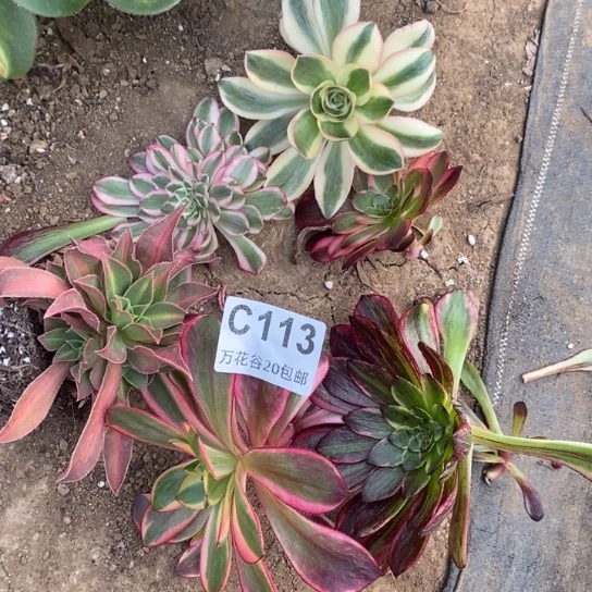 113六个砍头多肉植物