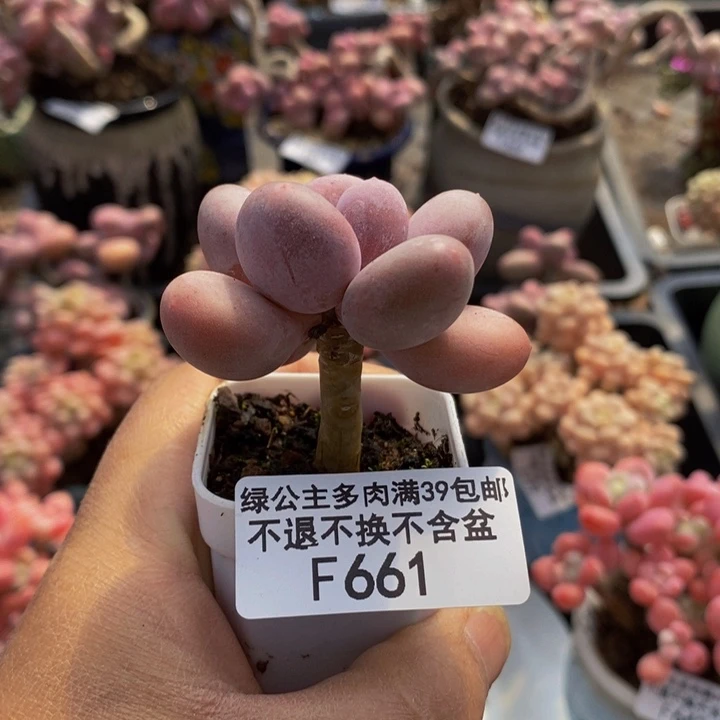 蛋黄奶单头661多肉植物