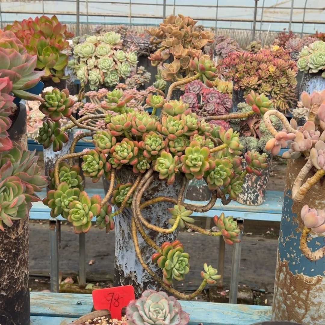 精品香格里拉妖桩 裸肉