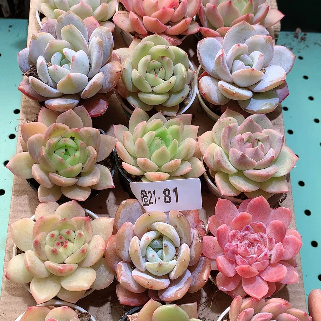 21-81一物一拍带盆18颗。