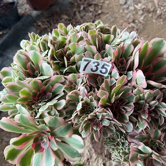 空***6多肉植物一个女巫有伤