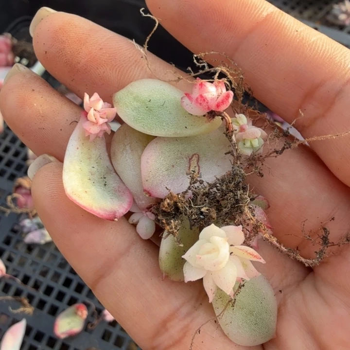 ?*璃一组叶片黑水晶锦