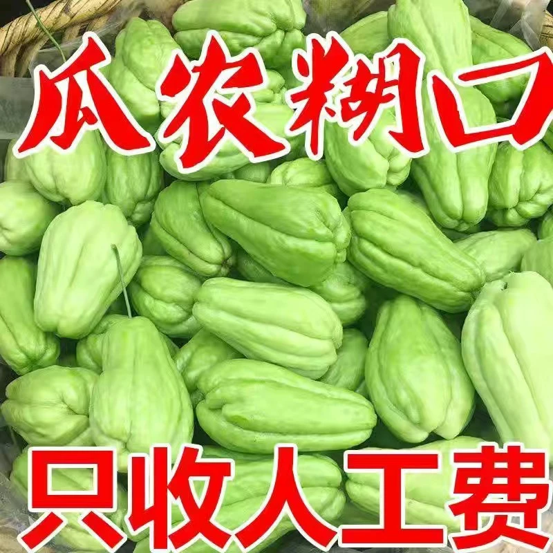 云南高山农家佛手瓜新鲜蔬菜清甜多汁薄皮洋丝瓜