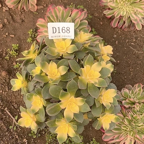 168艳日辉多肉有砍