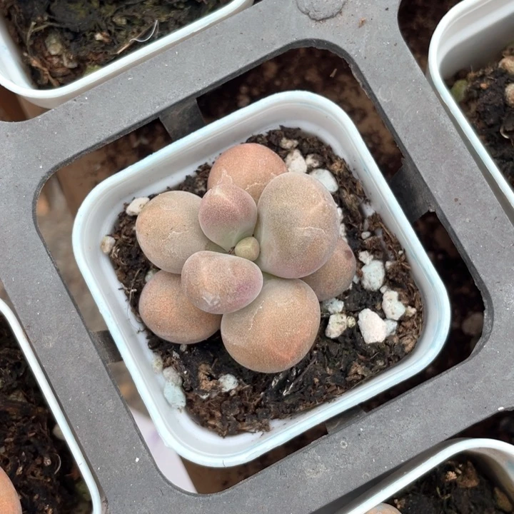 糖果单头量拍满18包邮