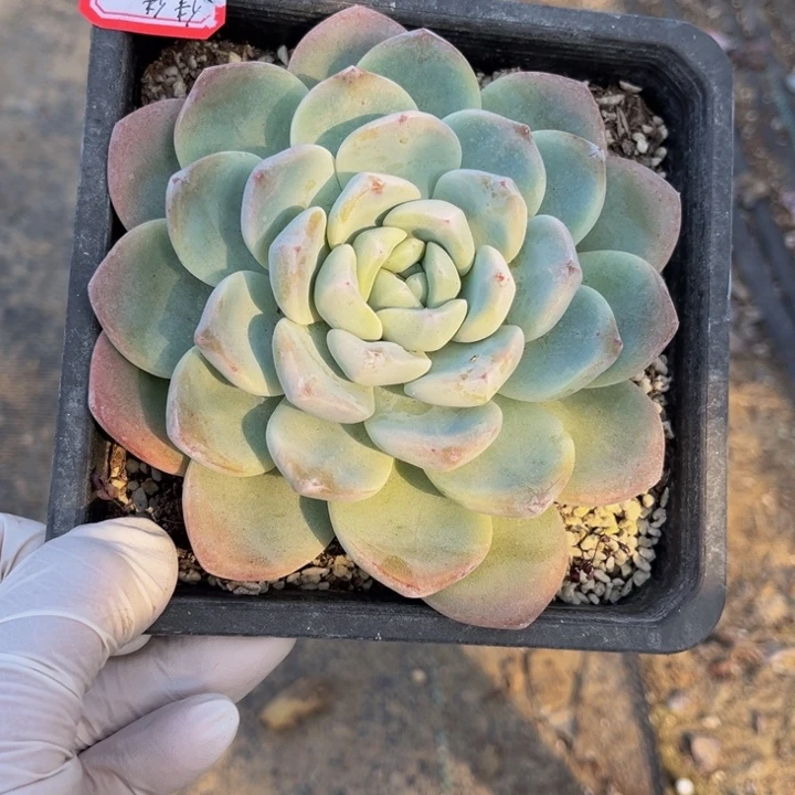 佳***《冰玉一颗单头140盆