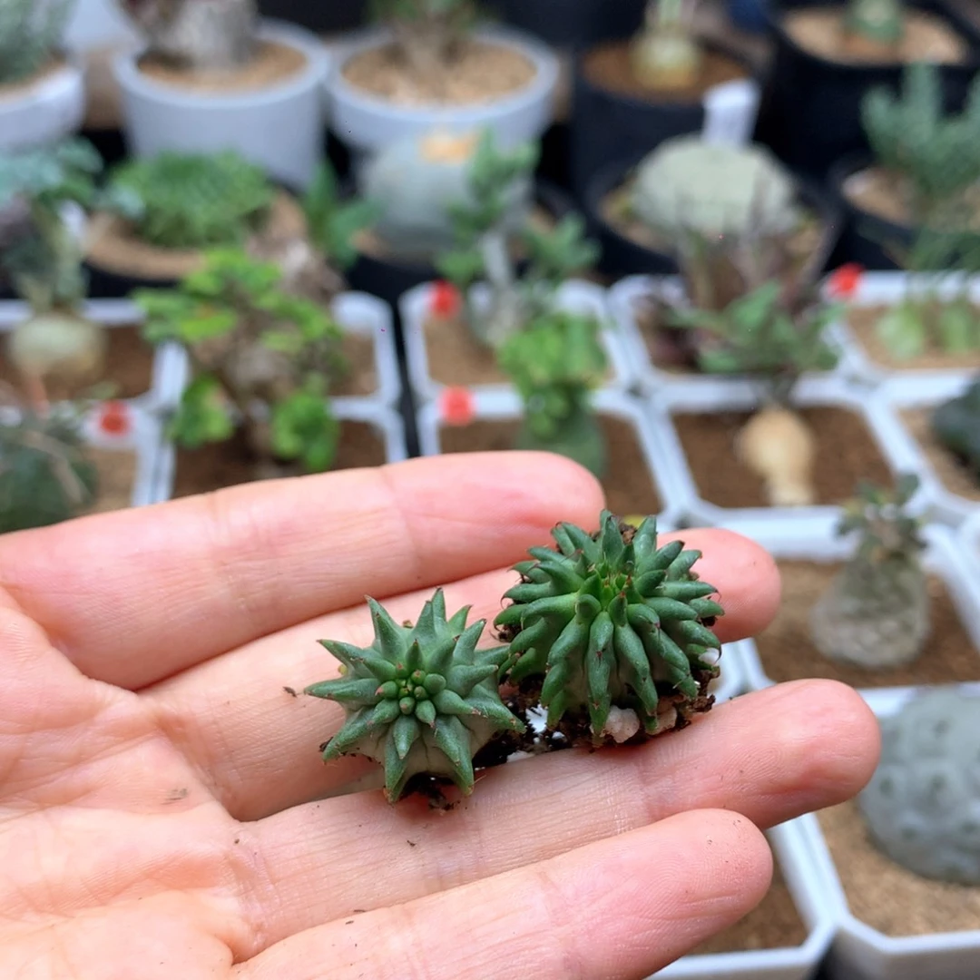 白**羽海胆2颗脱土多肉