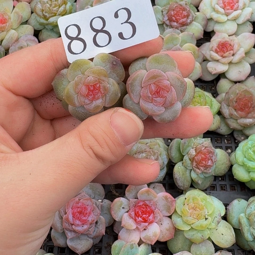 多肉植物多肉植物883