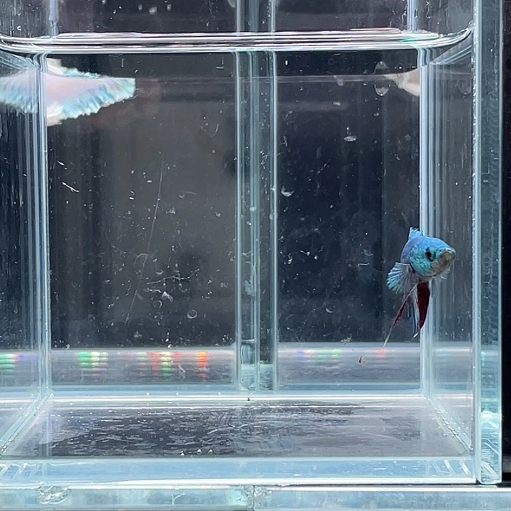 斗鱼活体不退不换谢谢