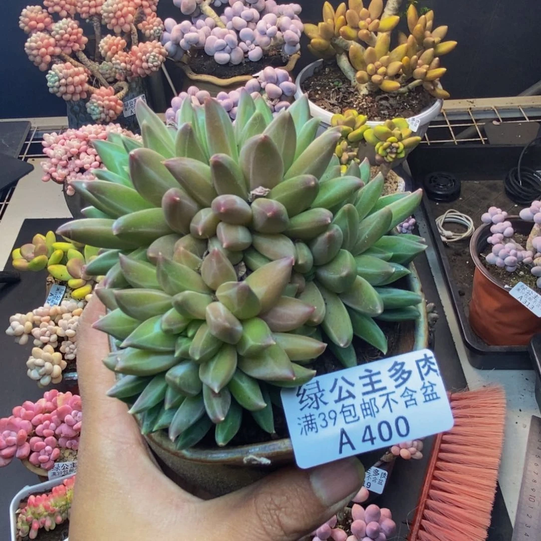 400幻影美肉多肉8cm