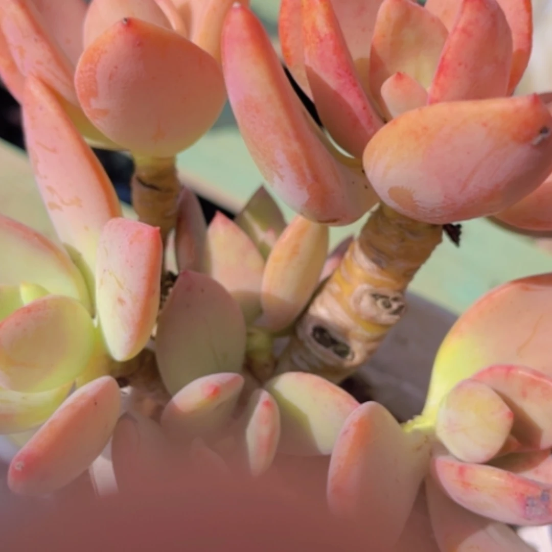 【闪购商品】芒果美人1976