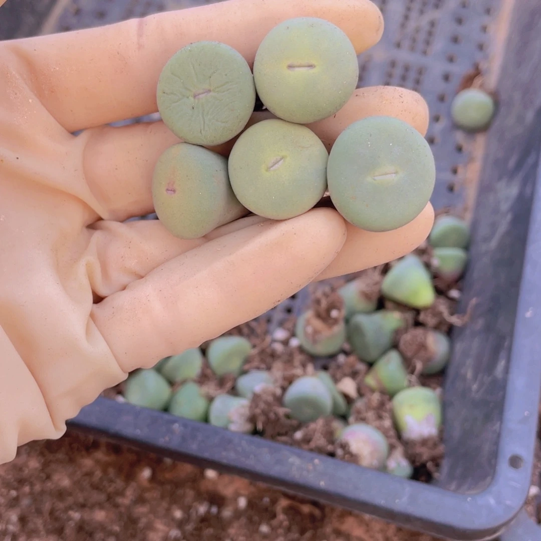 5颗小红嘴888888888888