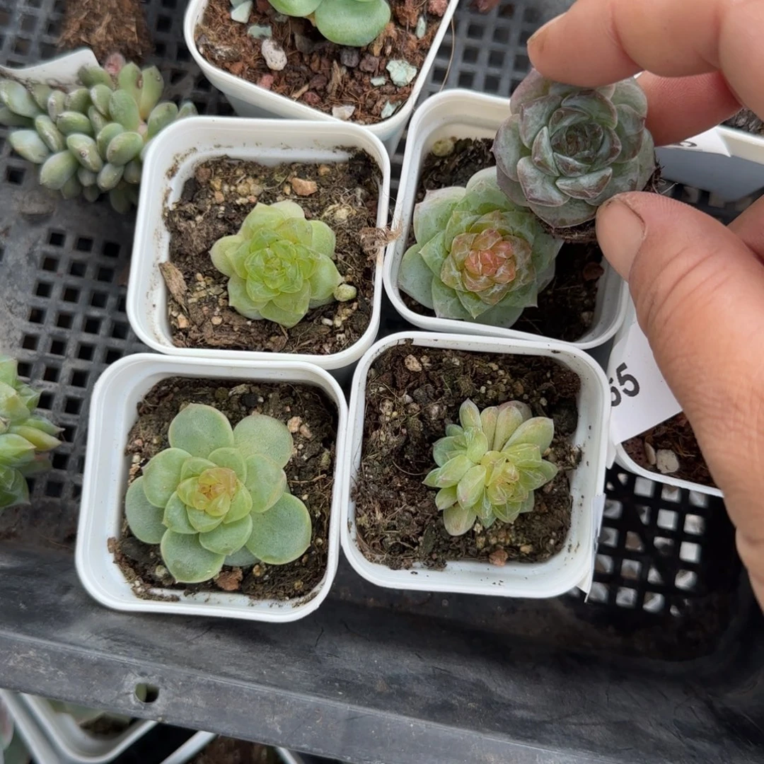 小卡拉米糖心一物一拍