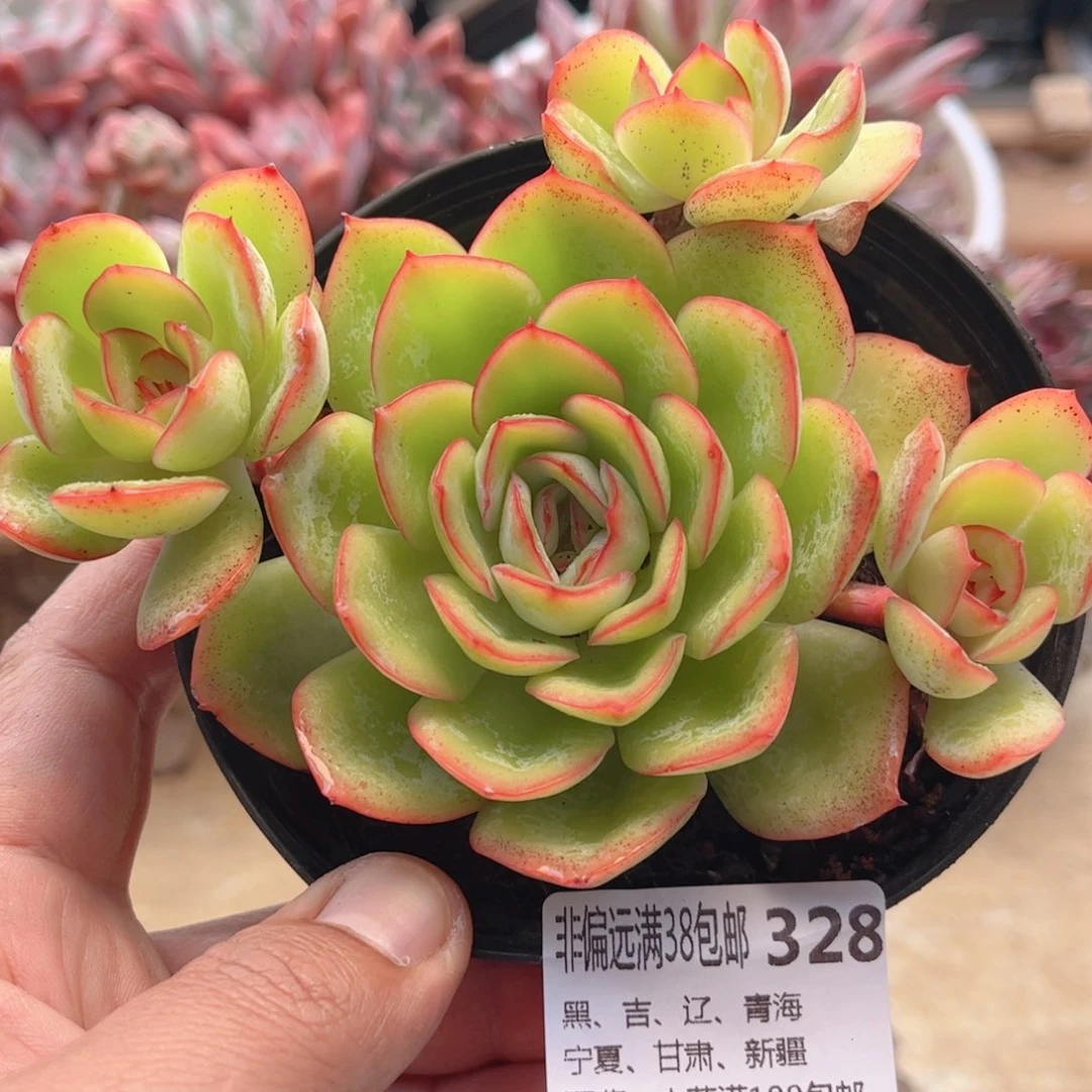 328晨露德华多肉