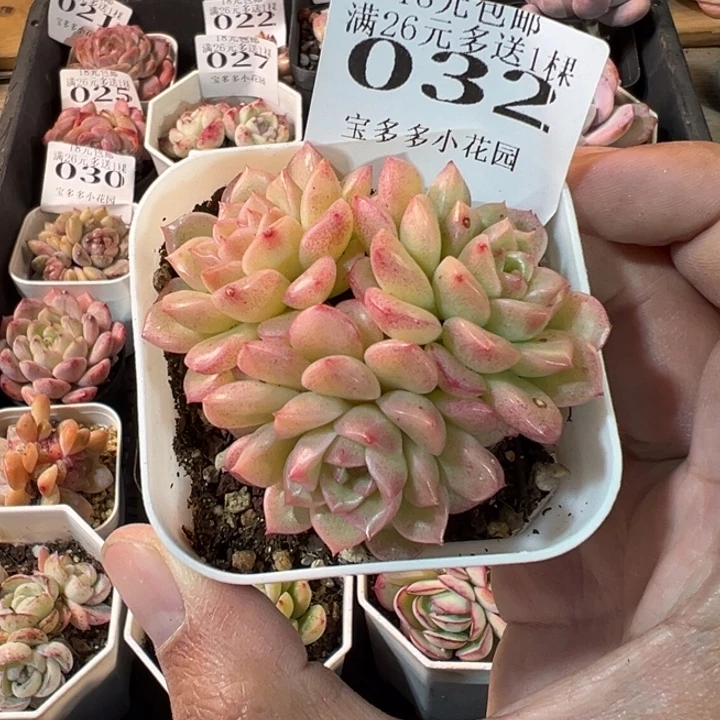 珍珠麦秆群一物一拍多肉满20元包邮明天发货