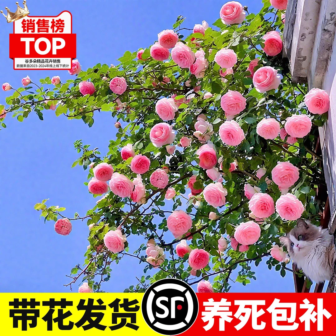 粉色龙沙宝石蔷薇爬藤本月季花苗盆栽四季开花卉浓香玫瑰植物庭院